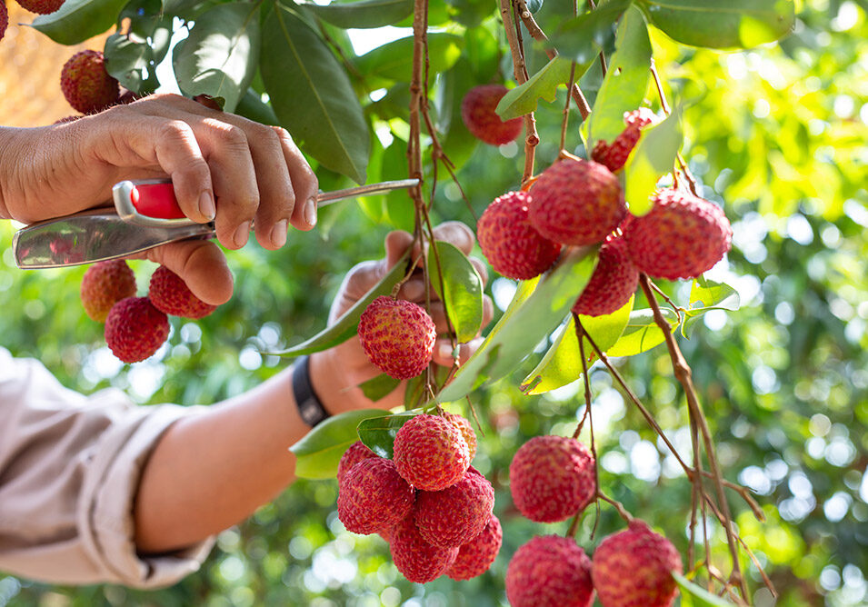 agriculture-lychee-fruit-thailand