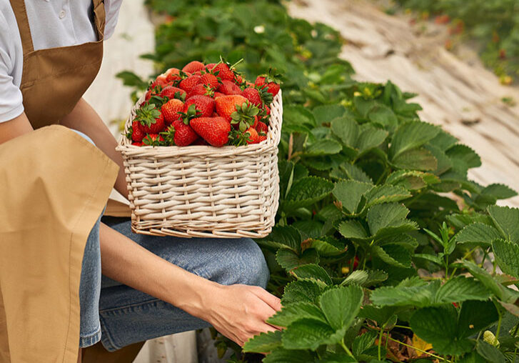 close-up-female-gardener-mask-picking-strawberries-2